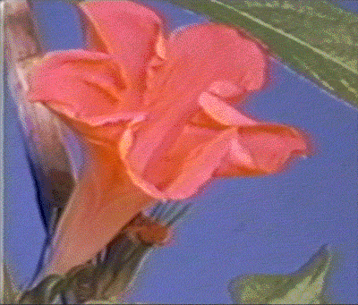 Close-up of vibrant orange trumpet-shaped flower with green leaves and blue background.