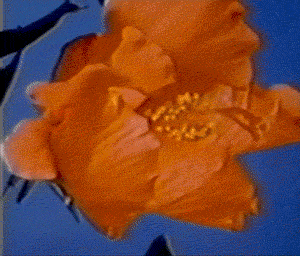 Close-up of an orange flower blooming against a blue sky background.