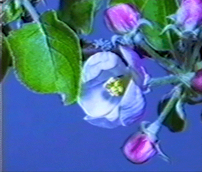 Close-up of a blooming white flower and pink buds with green leaves against a blue sky.