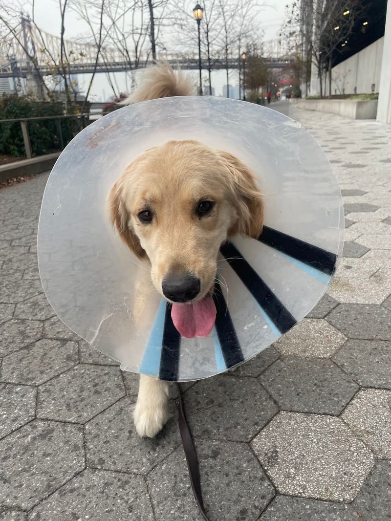 Vet, groomer, and appointment trips