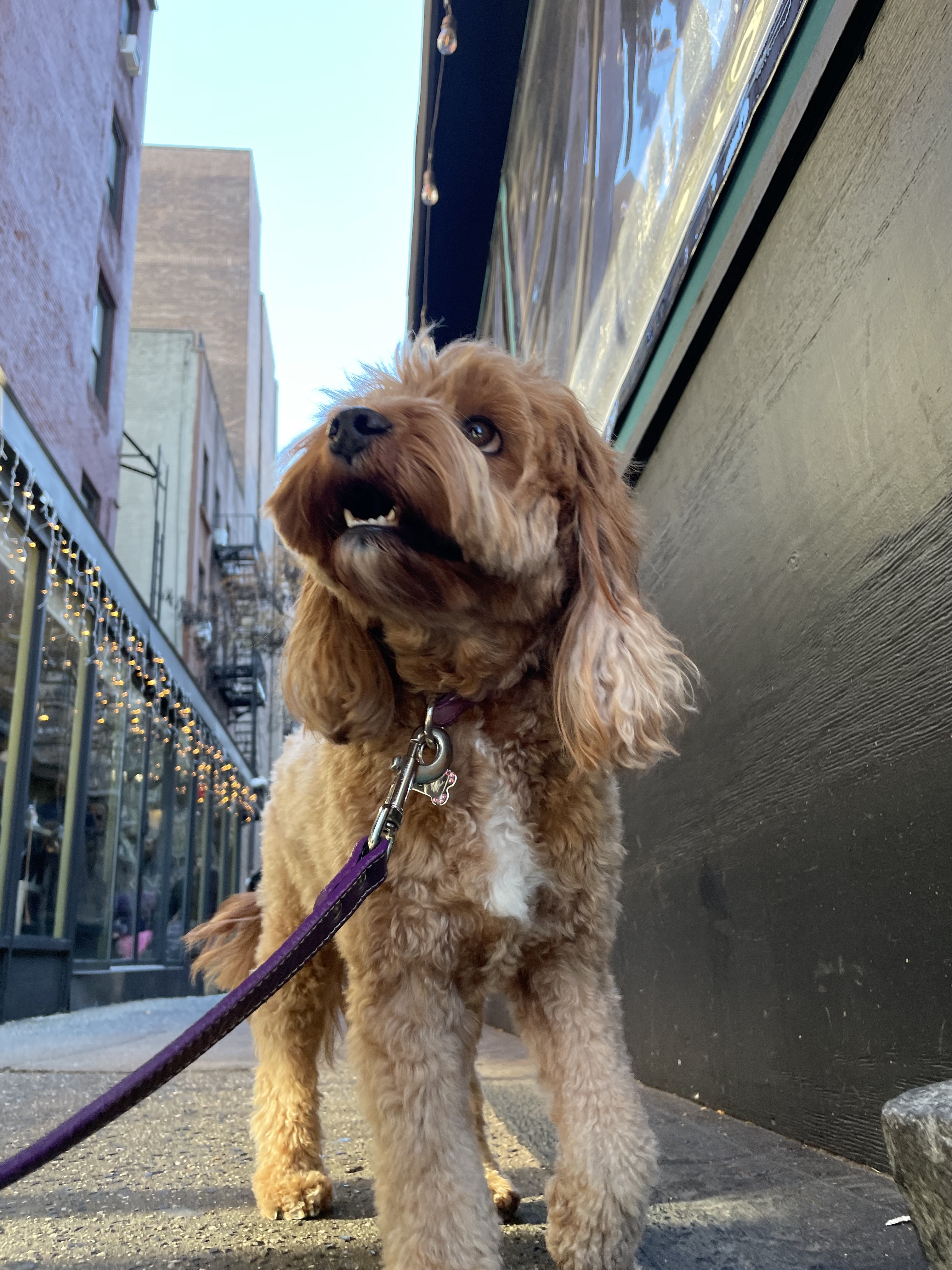 Three dogs on a private walk in the city