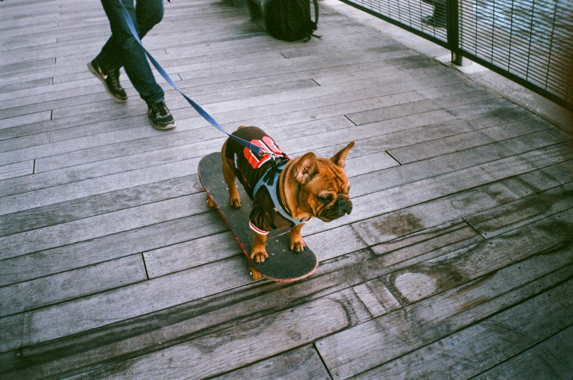 A dog on the Brooklyn waterfront