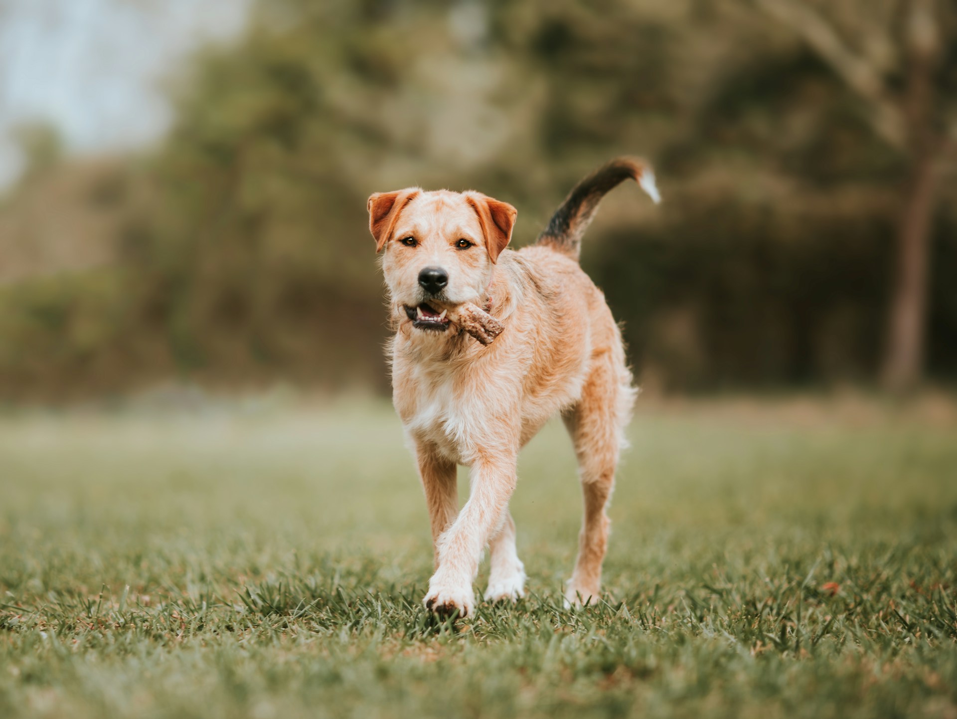 A dog carrying a stick on a solo walk across a park lawn