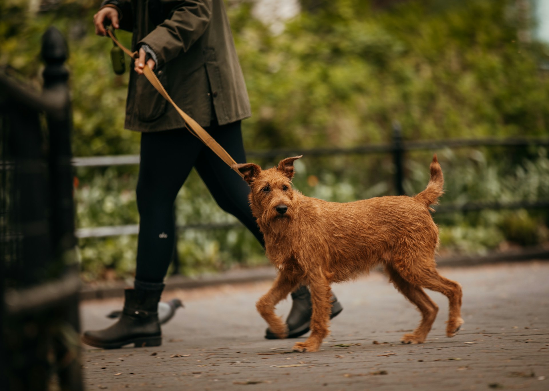A Waving Paws walker on a private walk with a terrier in a New York park