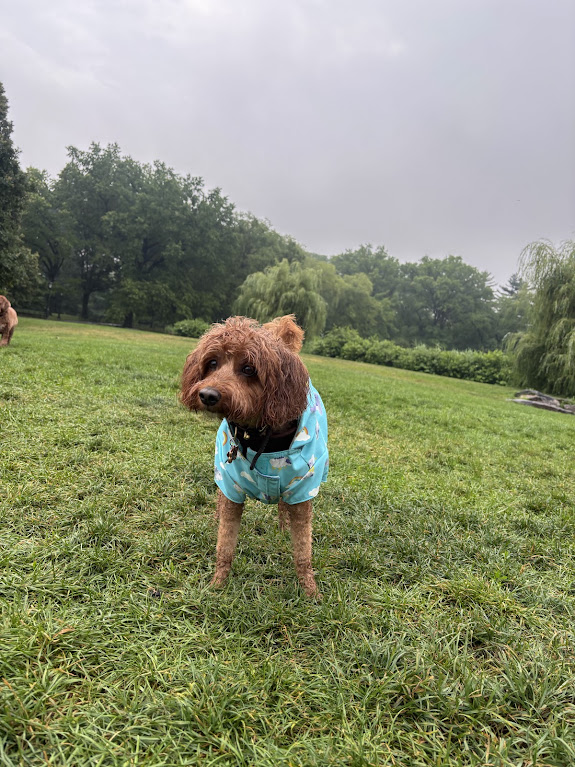 A goldendoodle in a raincoat on a misty park morning walk