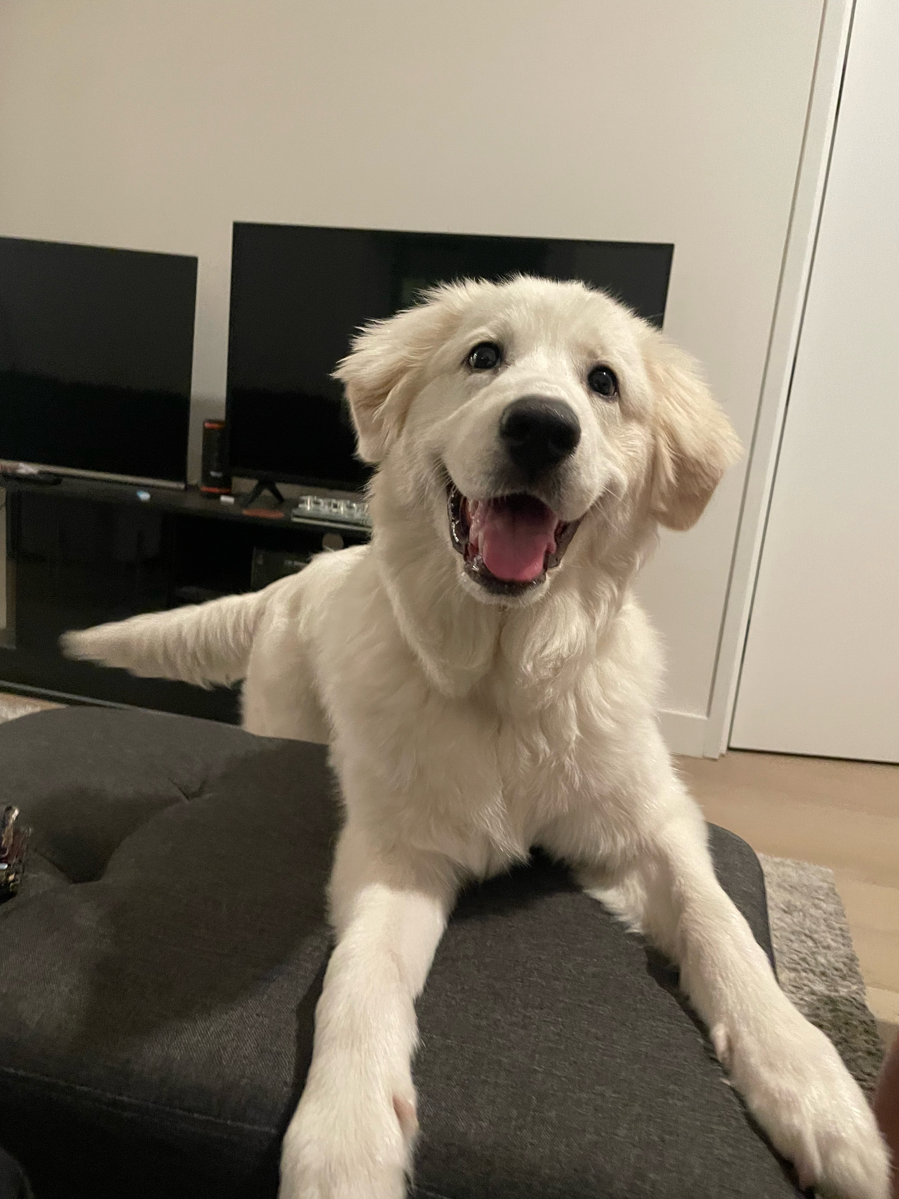 A dog greeting its assigned Waving Paws walker at the door