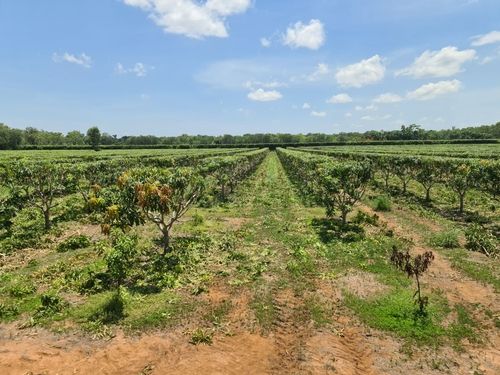 Aerial view of healthy orchard rows, Northern Hedging and Contracting horticulture and forestry contractor
