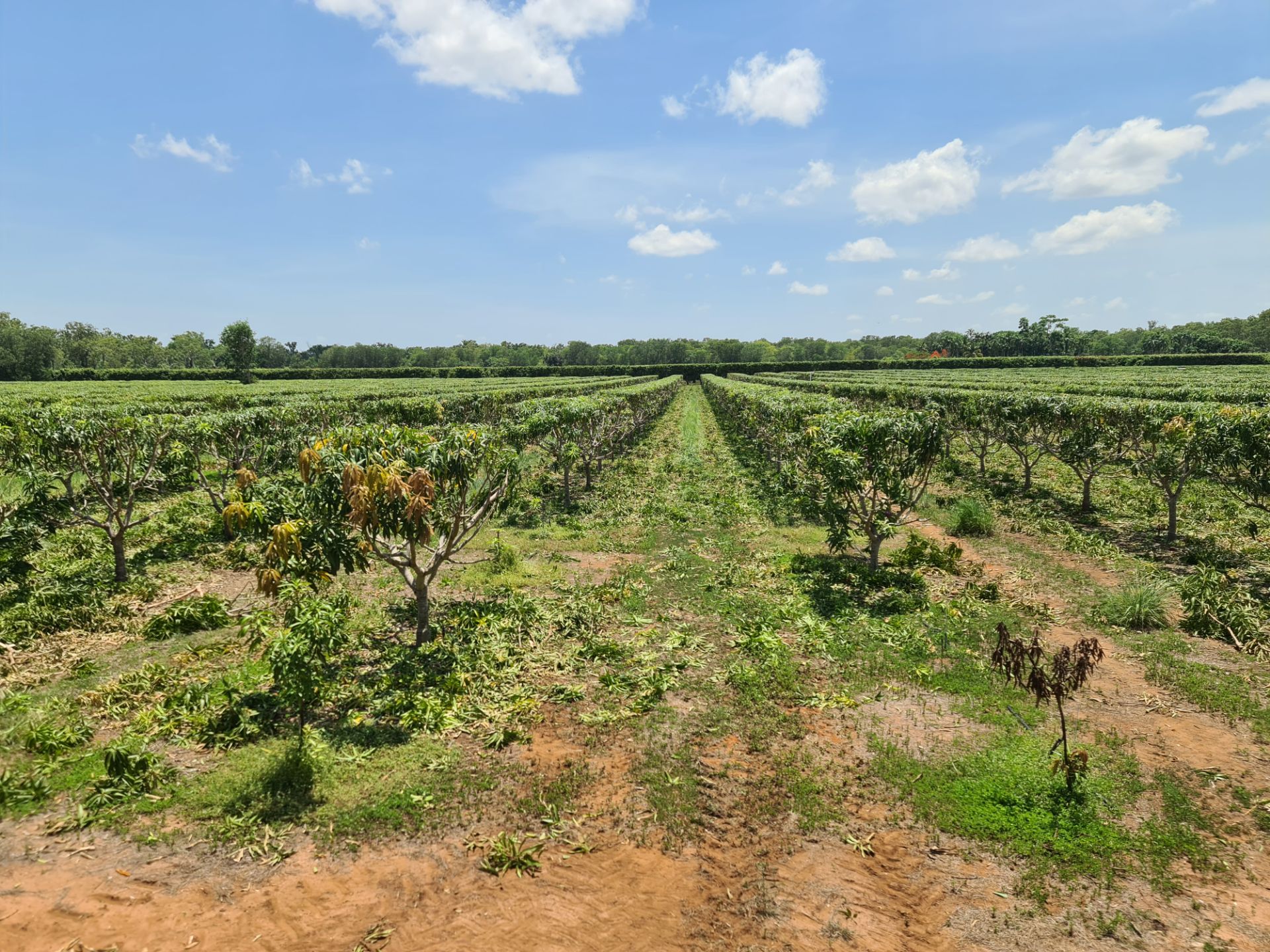 Aerial view of healthy orchard rows, Northern Hedging and Contracting horticulture and forestry contractor