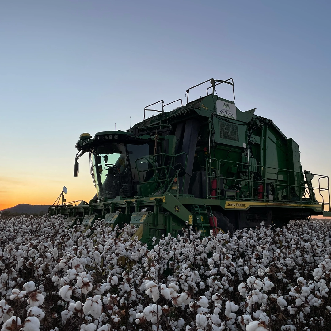 Cotton picker harvesting a cotton crop at sunset, NT Broadacre cotton harvest contractor