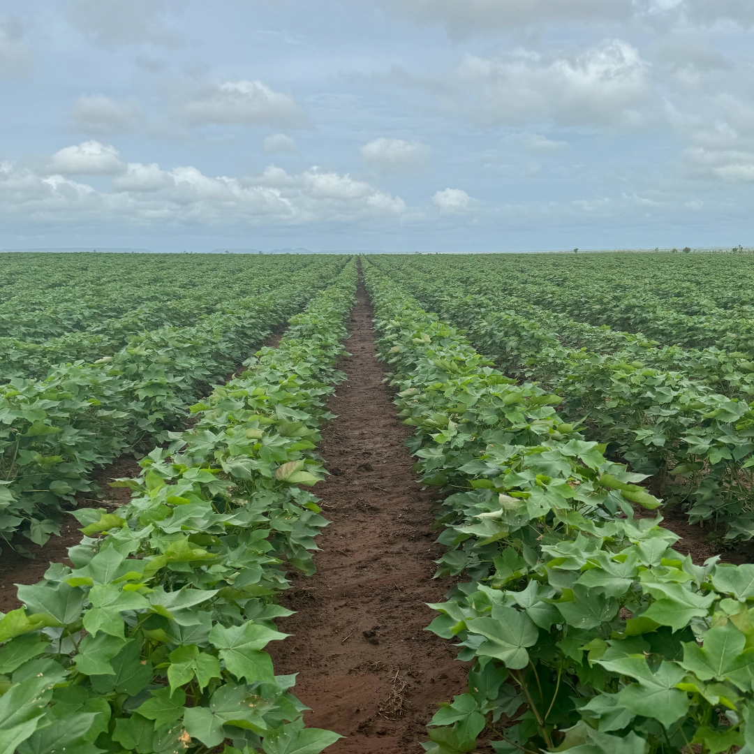 Broadacre crop rows during the growing season, NT Broadacre in-crop services