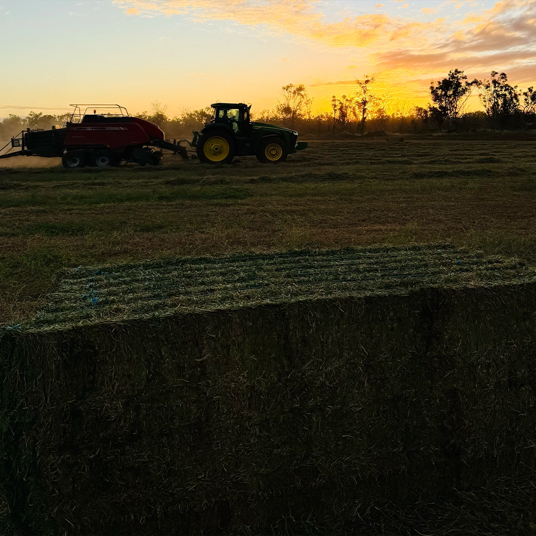 Rows of round hay bales across a Northern Territory paddock, NT Broadacre hay contracting