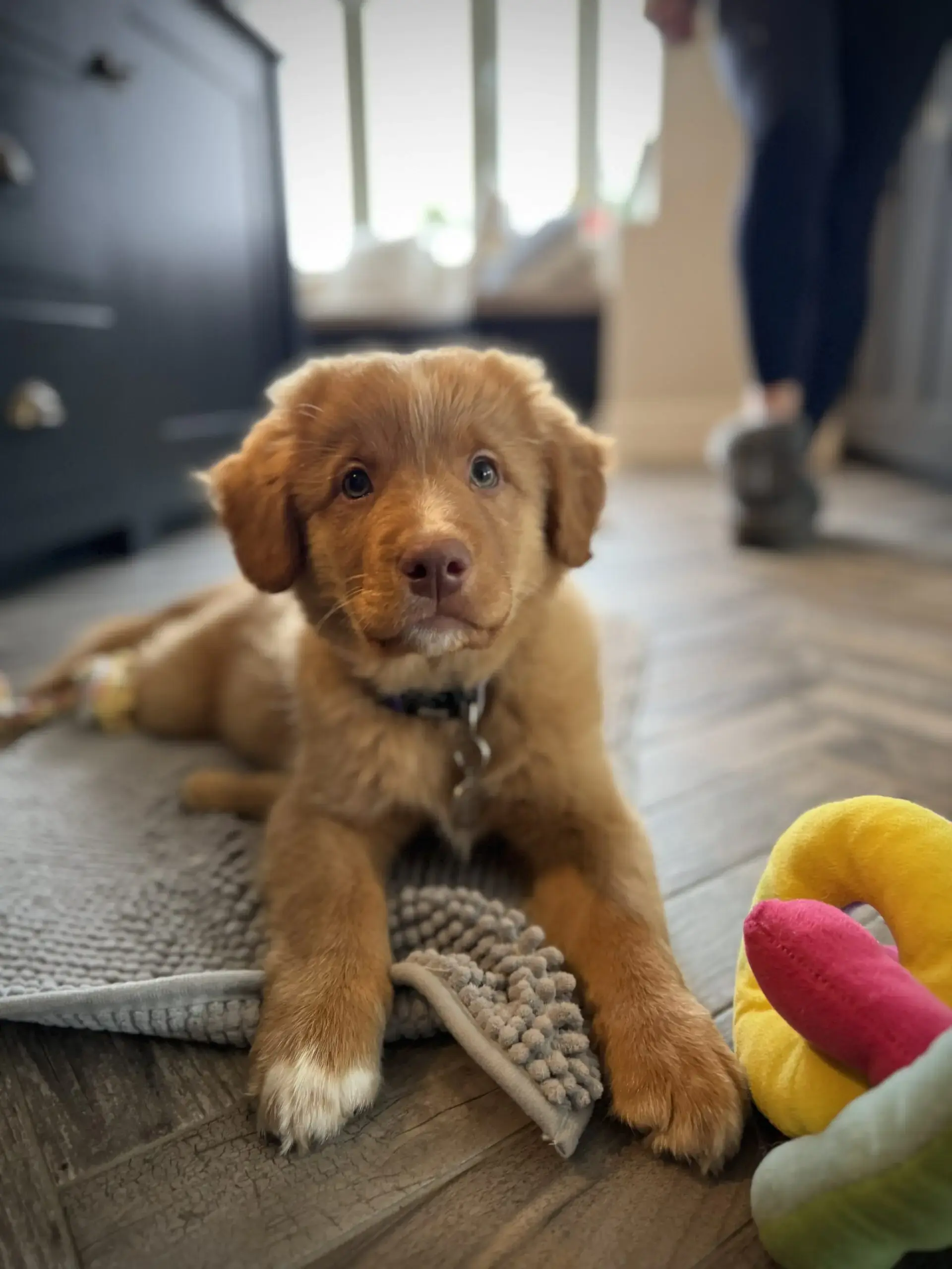 Brown puppy with white paws lying on a textured grey rug looking at the camera indoors.