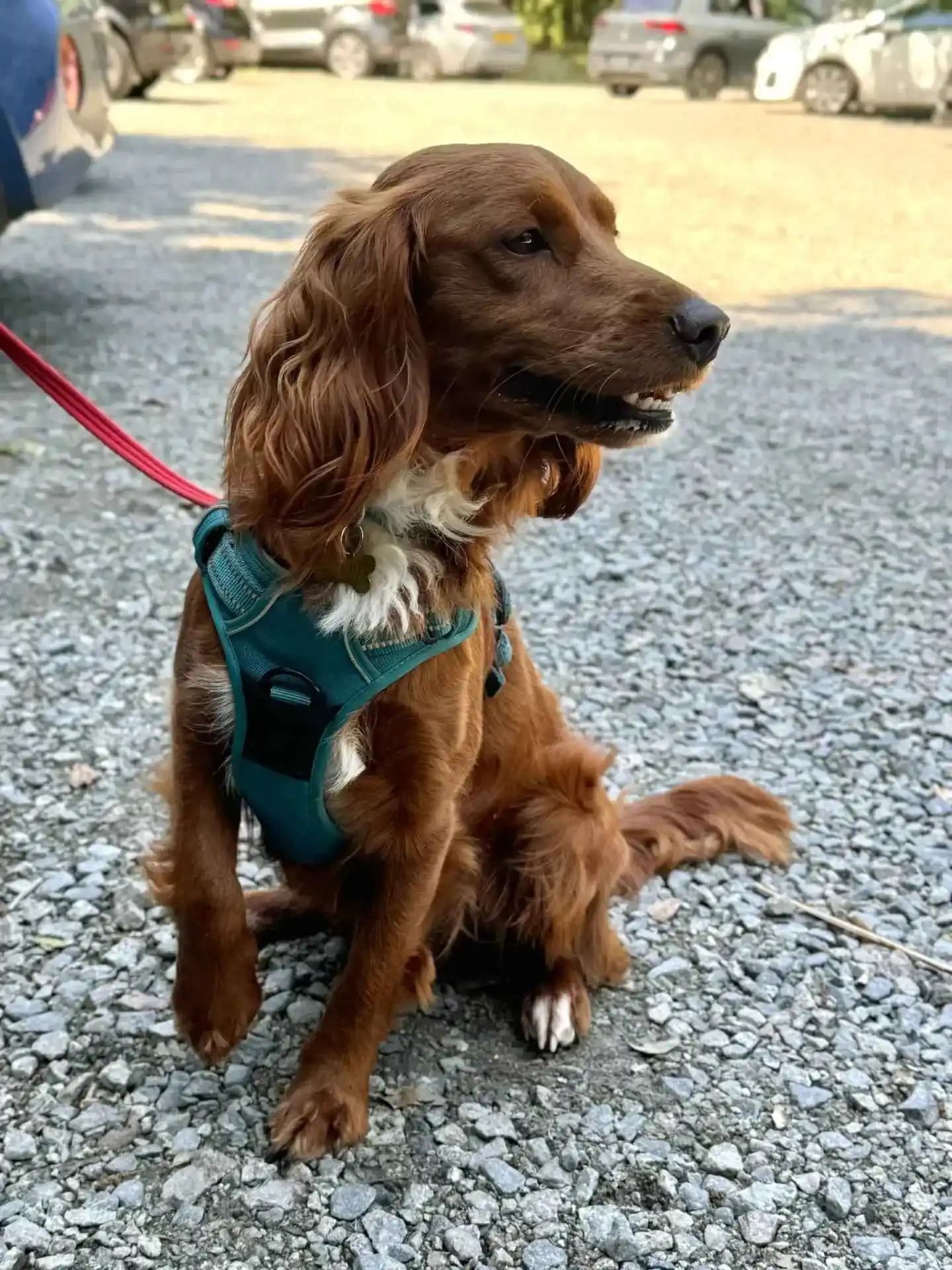 Brown dog with white chest fur wearing a teal harness sitting on gravel near parked cars.