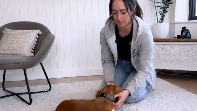 Katie showing how to put a collar on a dog