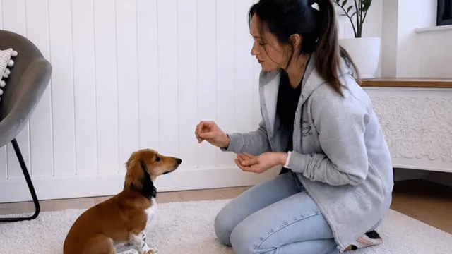 Katie showing how to get a dog to sit with duration