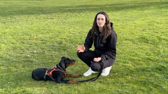 Katie showing how to fade the food lure on lie down with dog