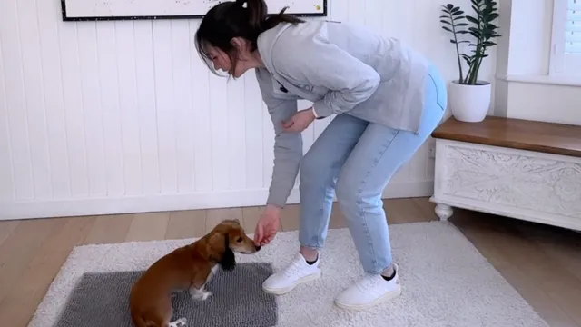 Katie teaching a dog to stay