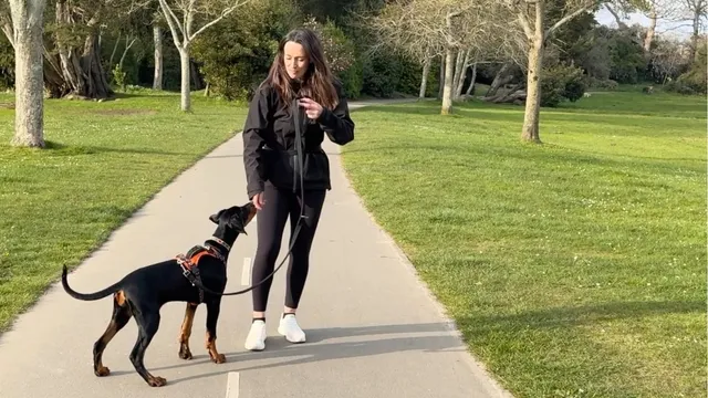 Katie demonstrating the dog touch target outside