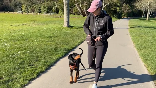 Katie demonstrating how to fade food out whilst lead walking