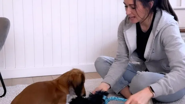 Katie demonstrating tug play with a small dog