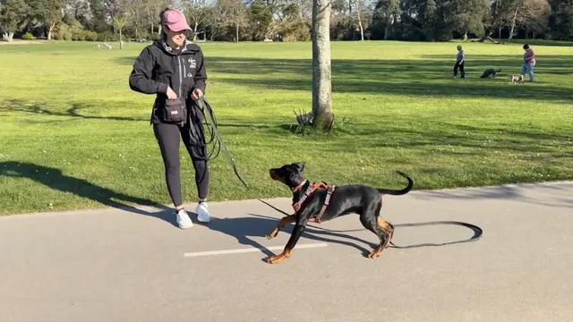 Katie demonstrating puppy ping pong on a hard surface
