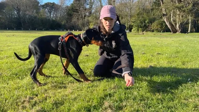 Katie showing how to improve dogs scent work