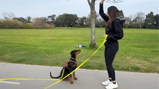 Katie teaching a dog emergency stop outside