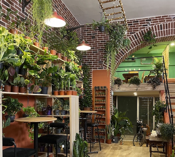 Boutique de vente de plantes vertes à Montpellier