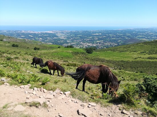 Pottoks en liberté sur les sentiers de la Rhune au Pays Basque