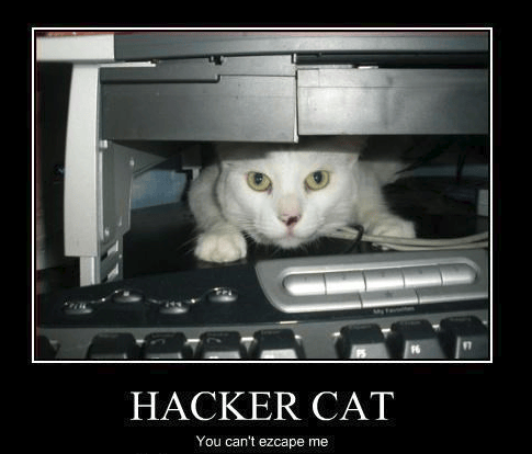 cat_image.png
