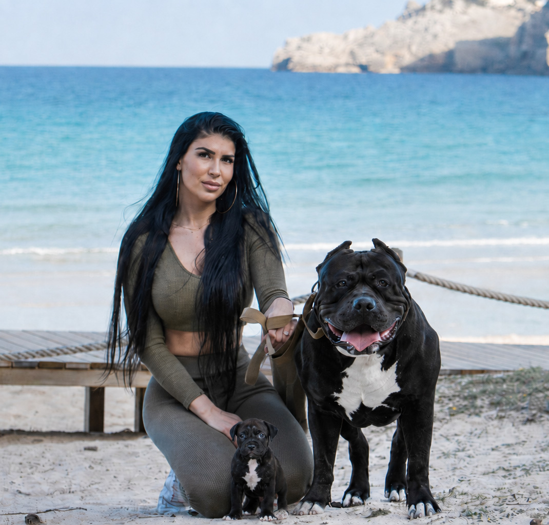 Szczenię rasy XXL American Bully z hodowli XXL Luxor Bullys
