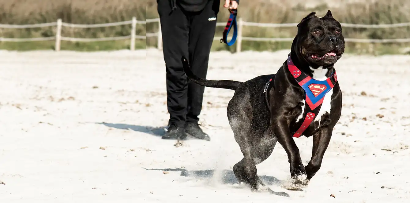 DDK 9 Zorro Black Panther XXL, mâle American Bully