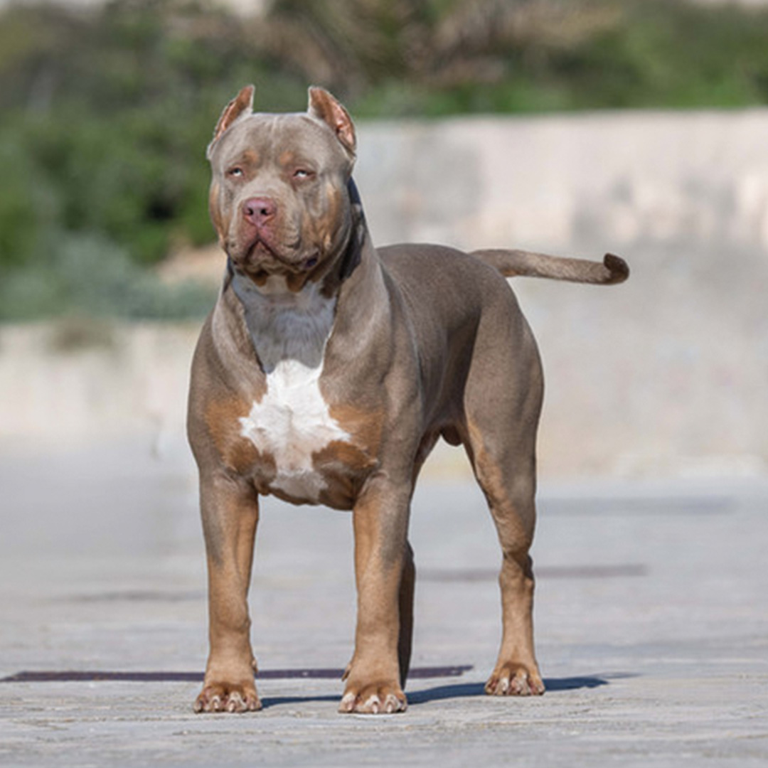 XXL Luxor Bullys Gallardo, macho de la raza American Bully