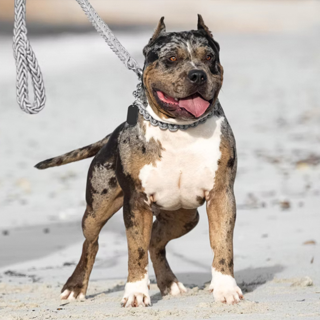 XXL Luxor Bullys Mansory American Bully mâle