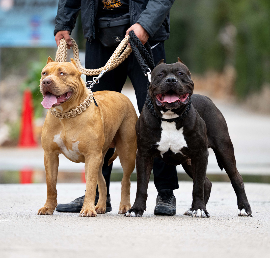 Étalons XXL American Bully de XXL Luxor Bullys
