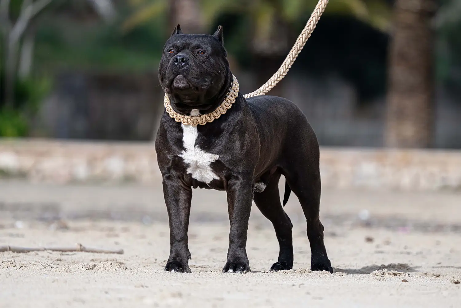 XXL Luxor Bullys Aventador