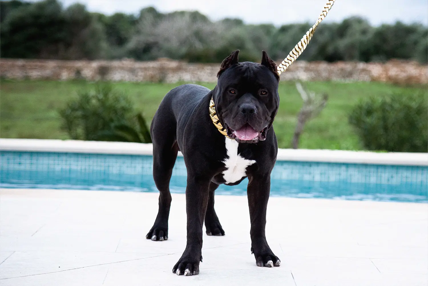 XXL Luxor Bullys Aventador