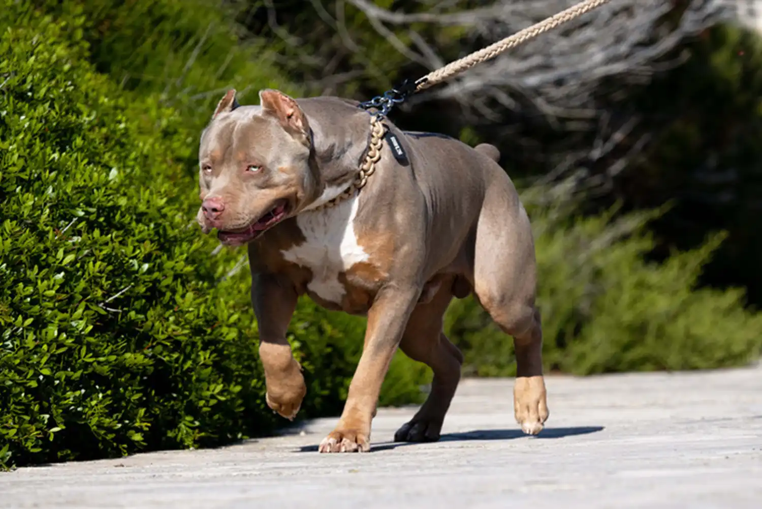 XXL Luxor Bullys Gallardo