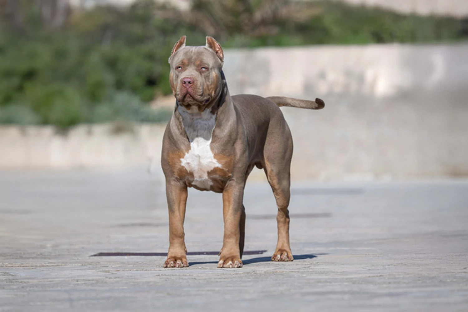 XXL Luxor Bullys Gallardo