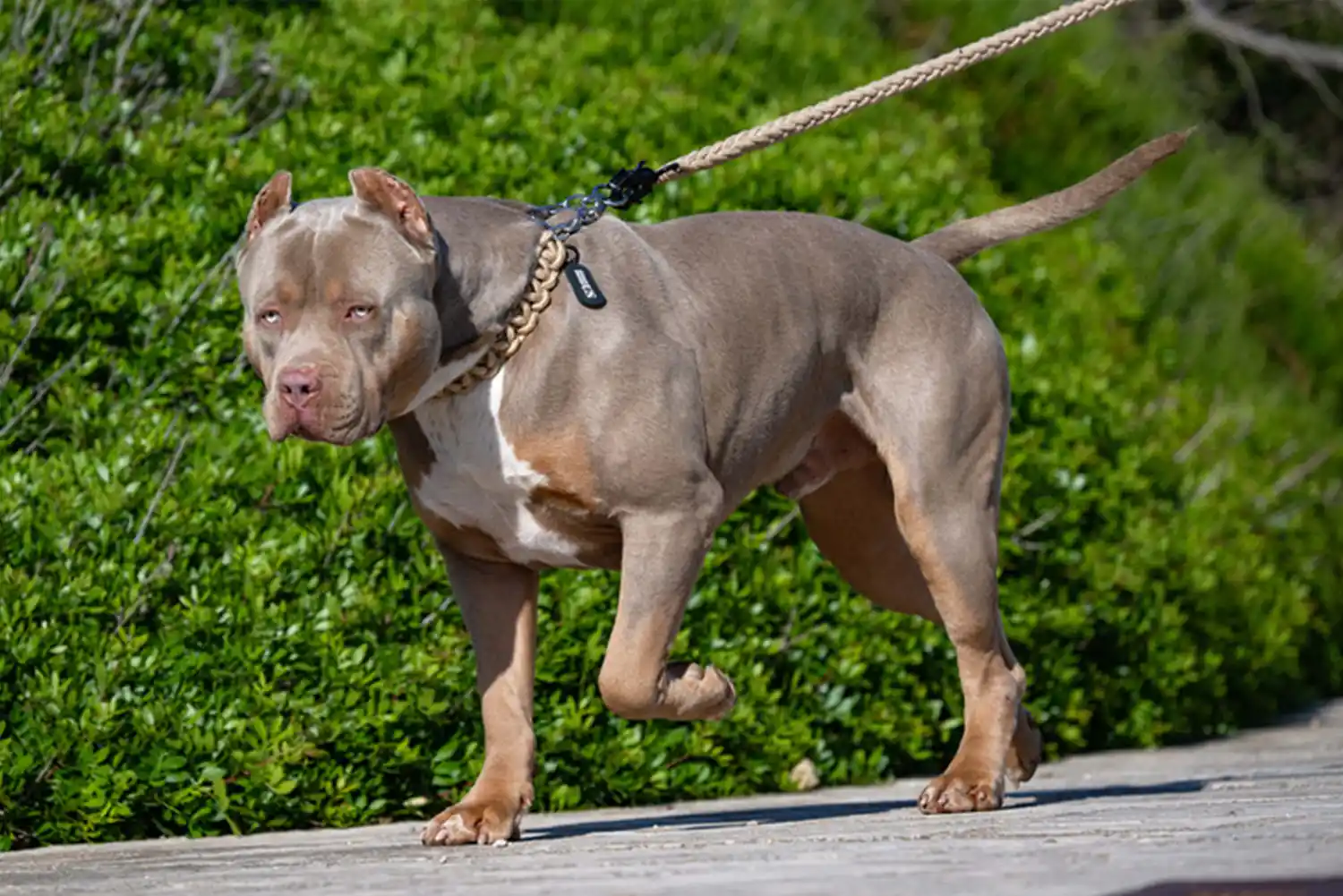 XXL Luxor Bullys Gallardo