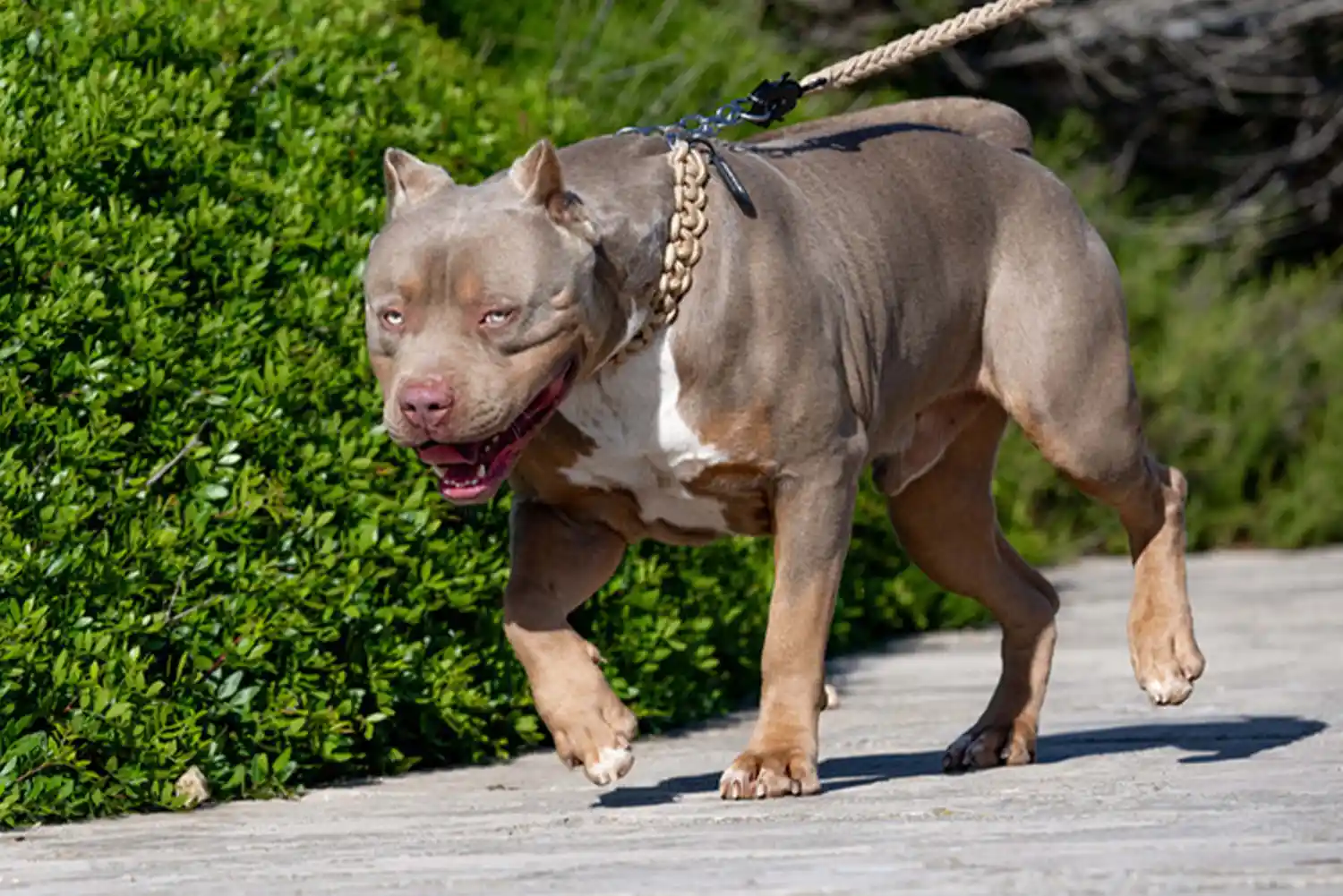 XXL Luxor Bullys Gallardo