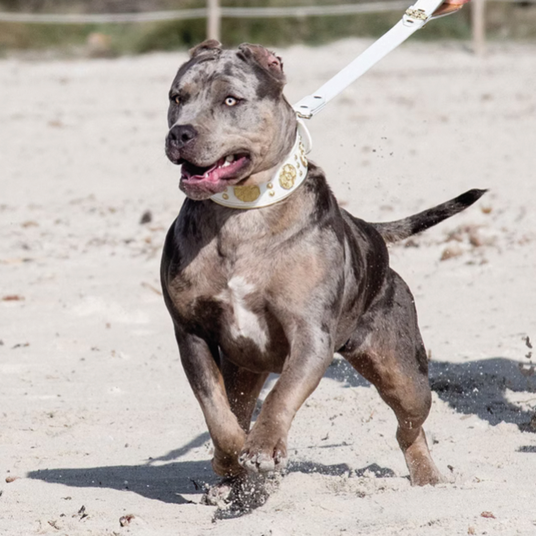 LBR Aventura XXL, femelle American Bully