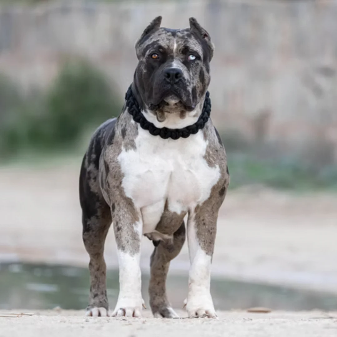 XXL Luxor Bullys Pepsi, hembra de American Bully