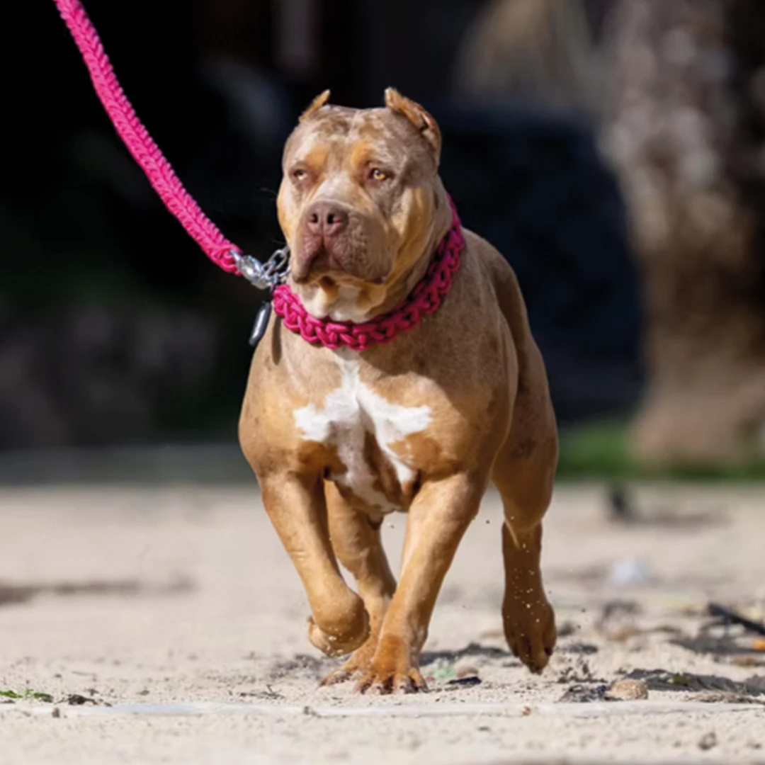 Yorkshir Bullyz: Megan Fox, hembra de American Bully XXL