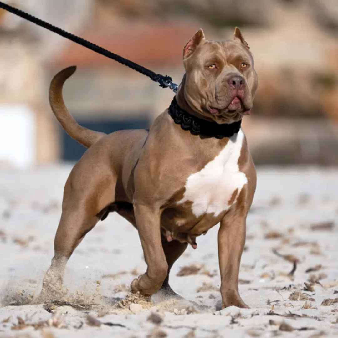 Aesthetic Bullys Palma XXL, femelle American Bully