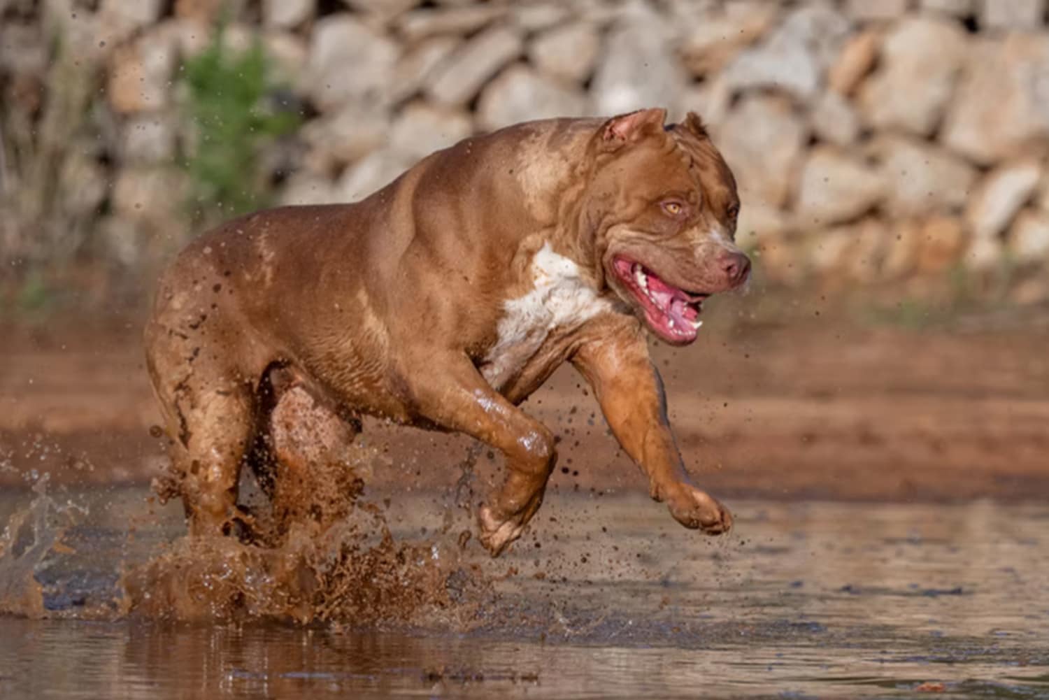 Mascara XXL Luxor Bullys