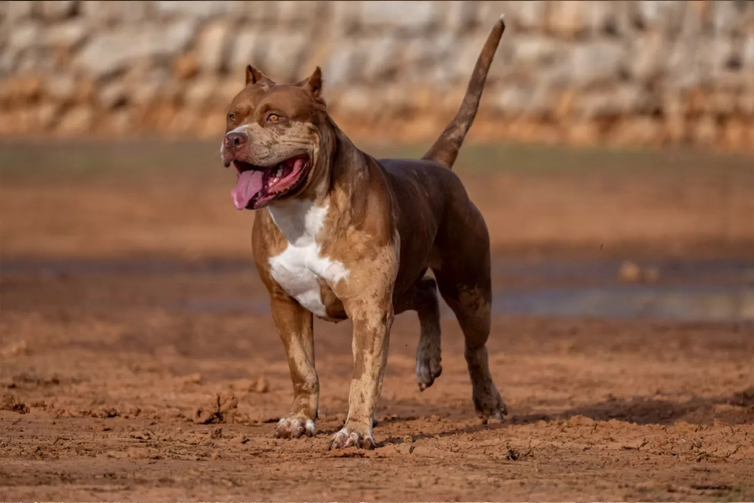 XXL Luxor Bullys Mascara, femelle American Bully