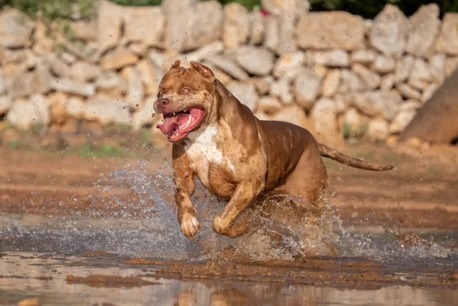 Máscara de pestañas XXL Luxor Bullys