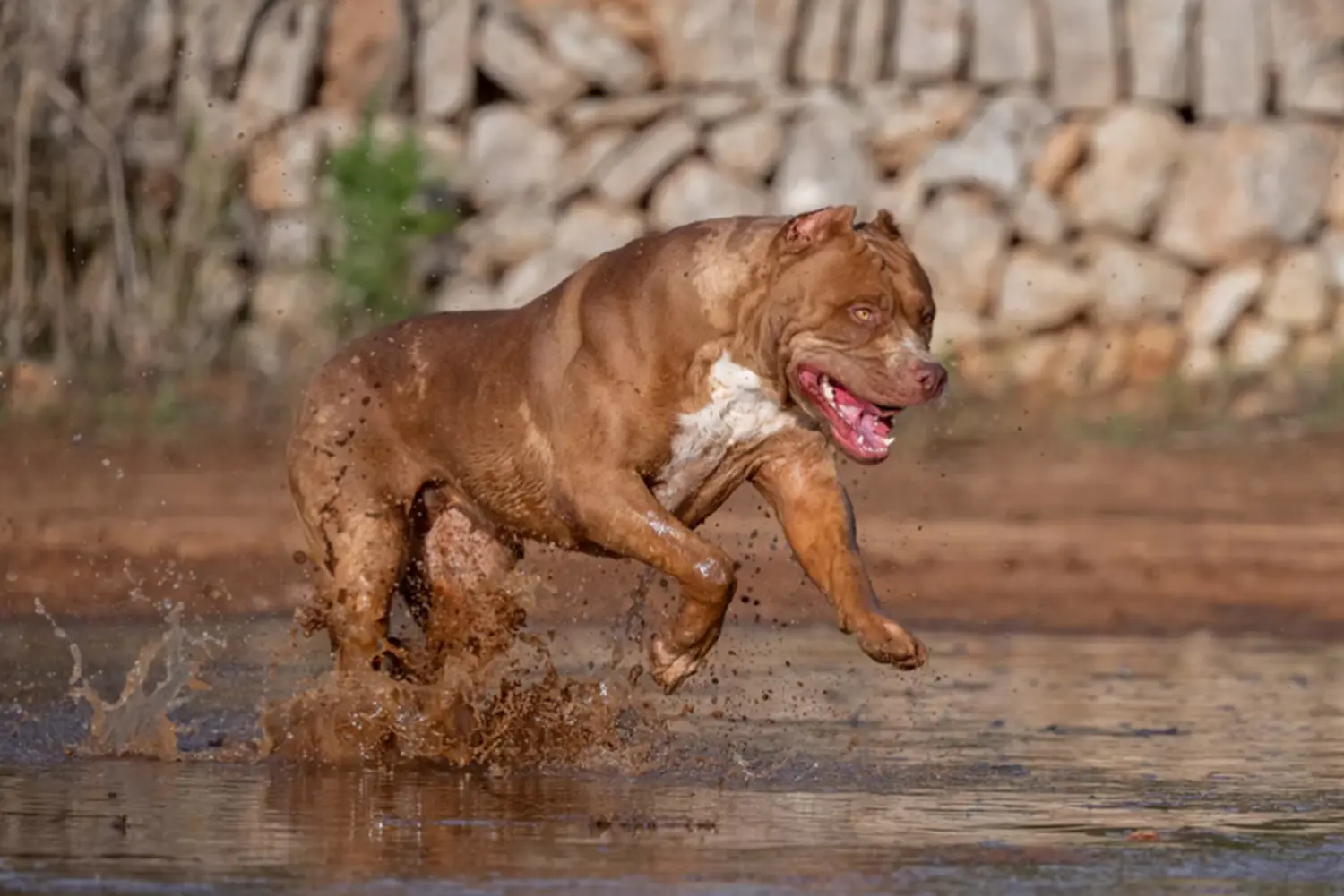 Máscara de pestañas XXL Luxor Bullys