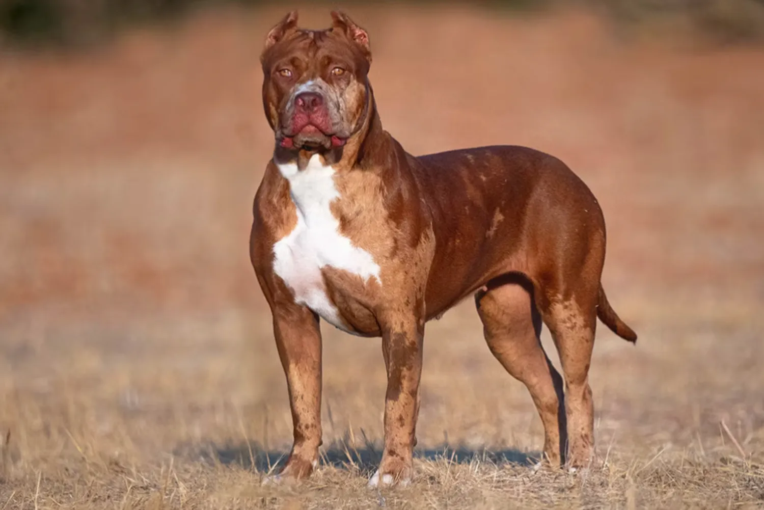Mascara XXL Luxor Bullys